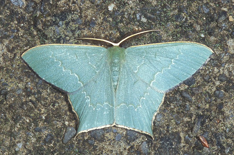 Maxates quadripunctata 隱紋尖尾尺蛾- DearLep 物種頁面